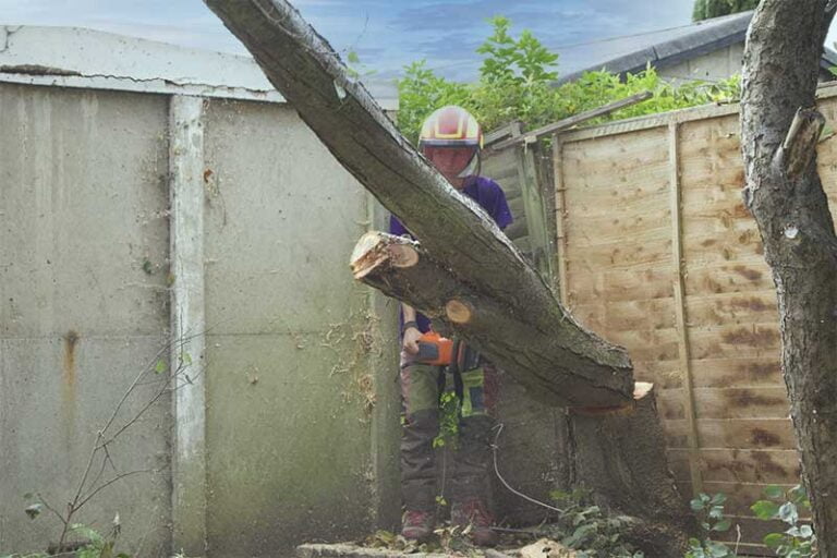North London Tree Removal