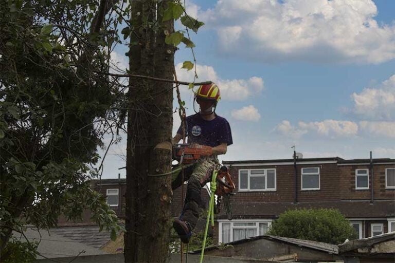 North London Tree Care